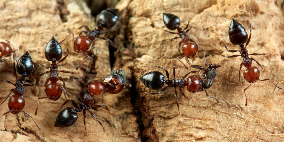 Acrobat Ant Control
