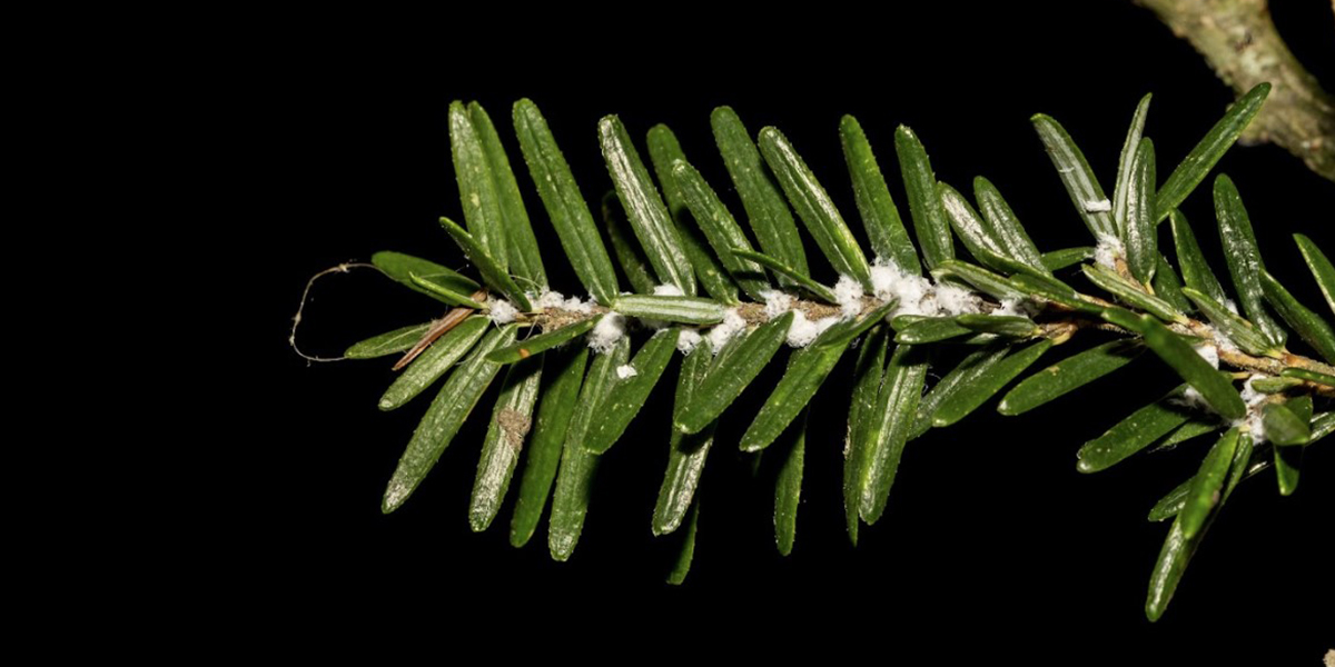 Adelgid Control