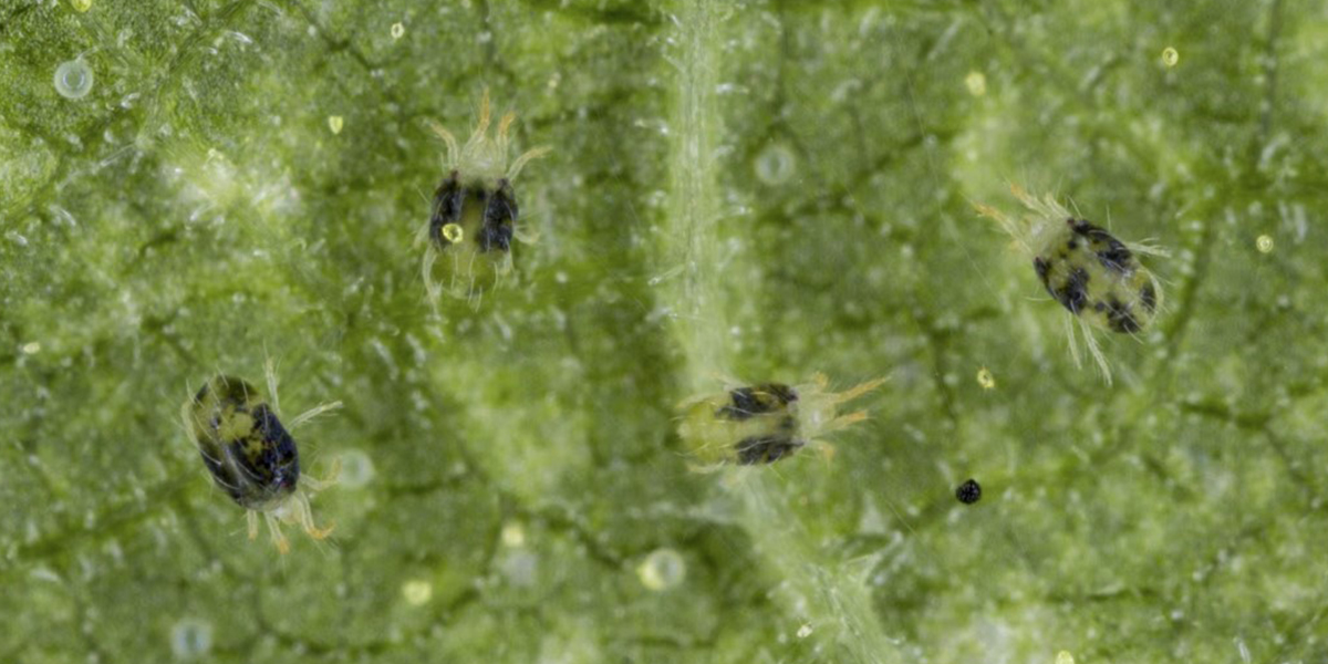 Banks Grass Mite Control 