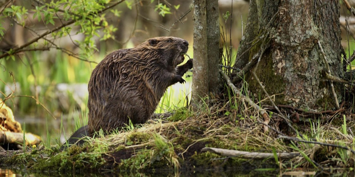 Beaver Control Beaver Control