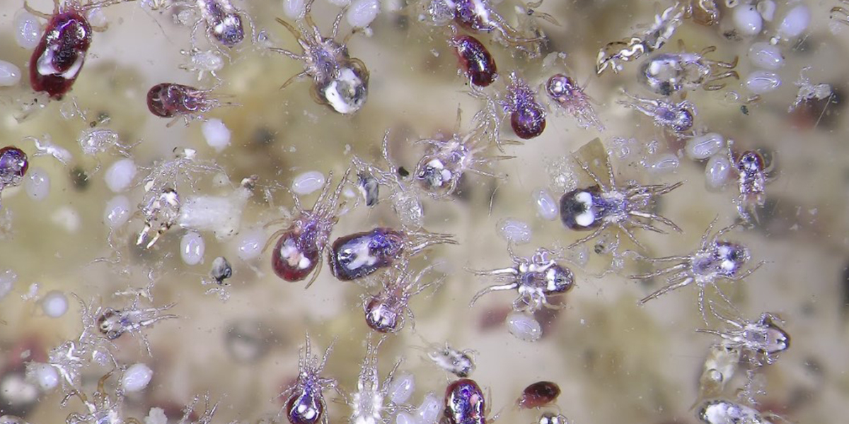 Northern Fowl Mite Control 