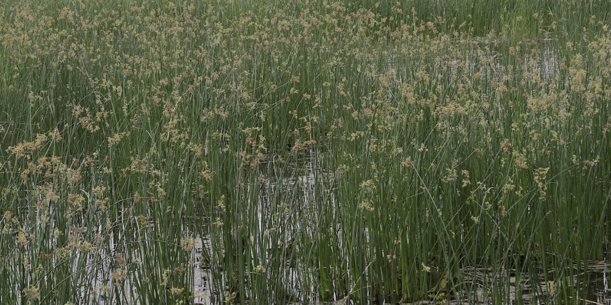 Bulrush Control Bulrush Control