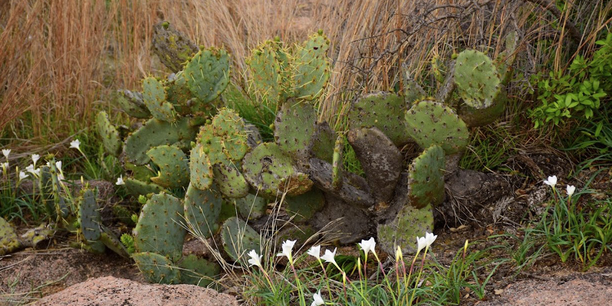 Cactus Control