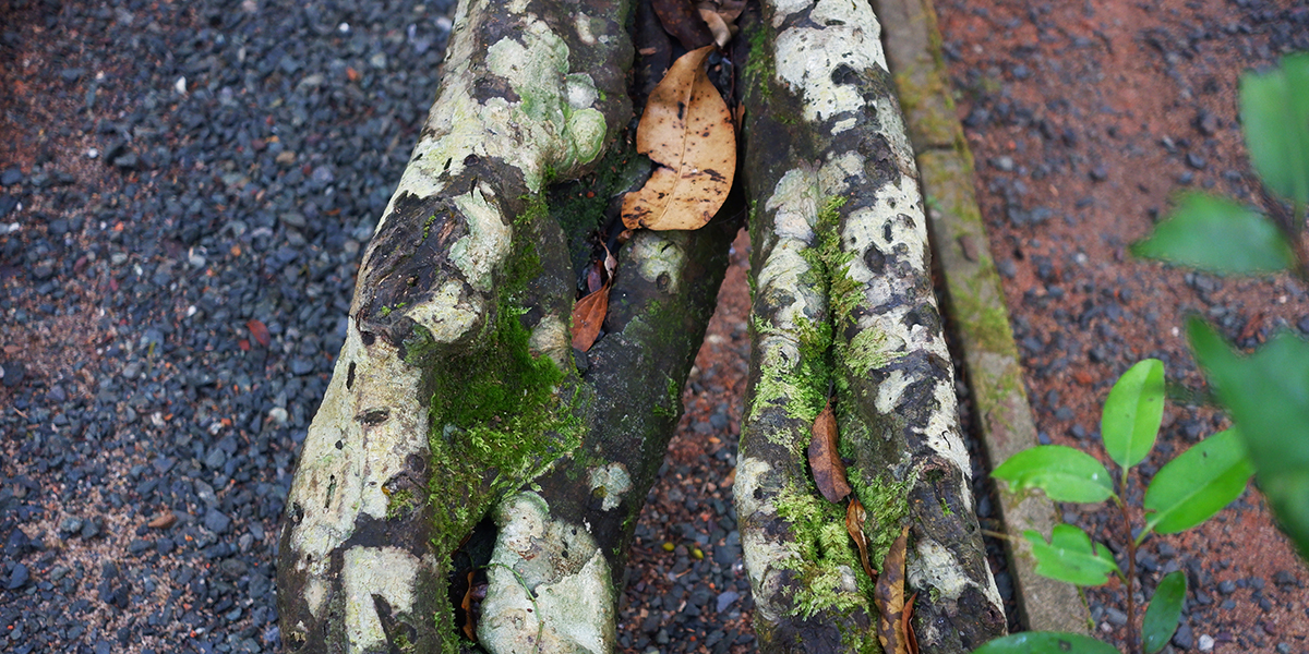Crape Myrtle Bark Scale Control