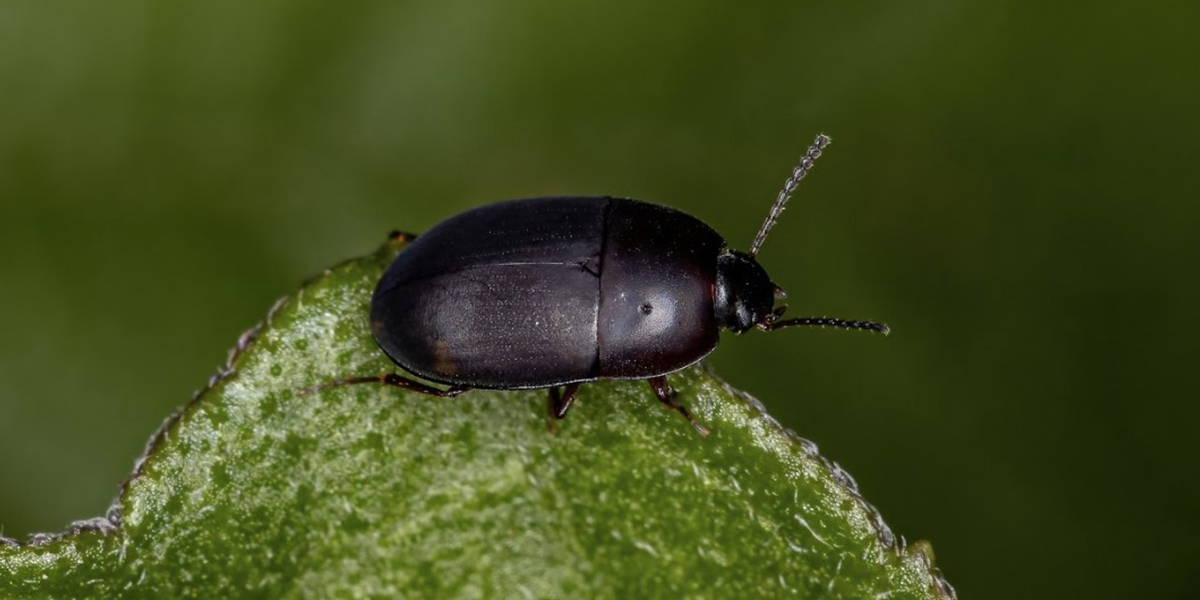 Darkling Beetle Control Darkling Beetle Control