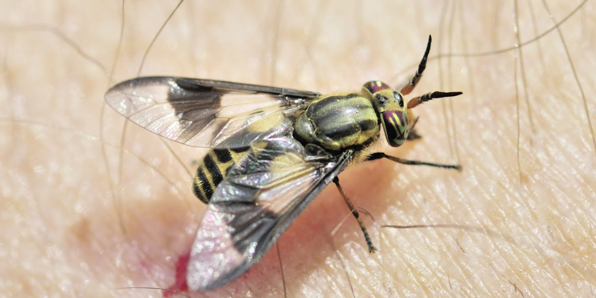 Deer Fly Control Deer Fly Control