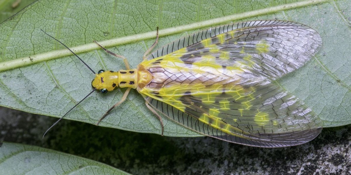 Dobsonfly Control Dobsonfly Control