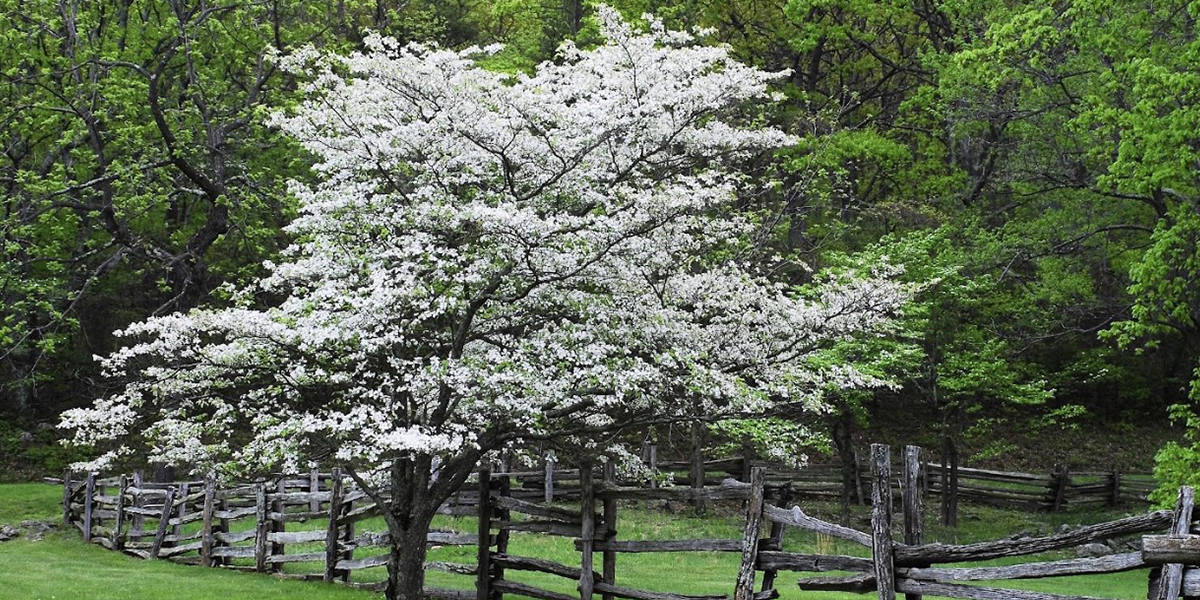 Dogwood Control