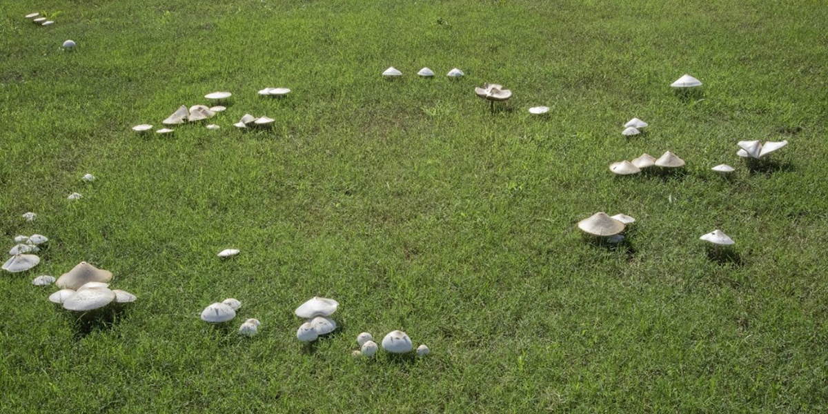 Fairy Ring Control