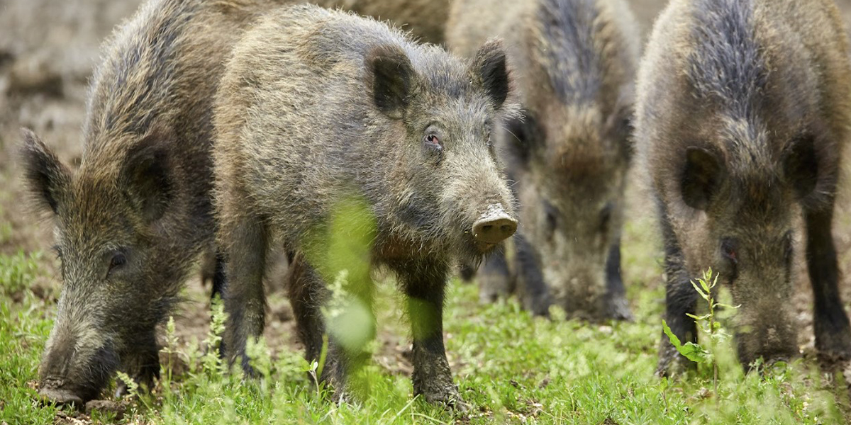 Feral Hog Control Feral Hog Control