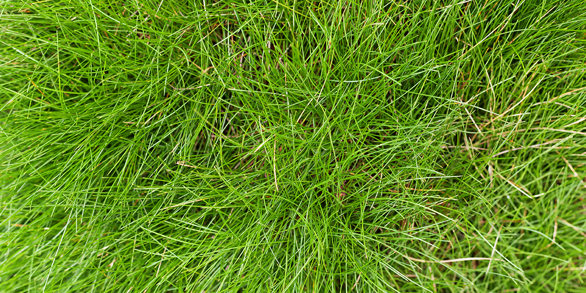 Guide for Fescue Grass: Yearly Maintenance Program