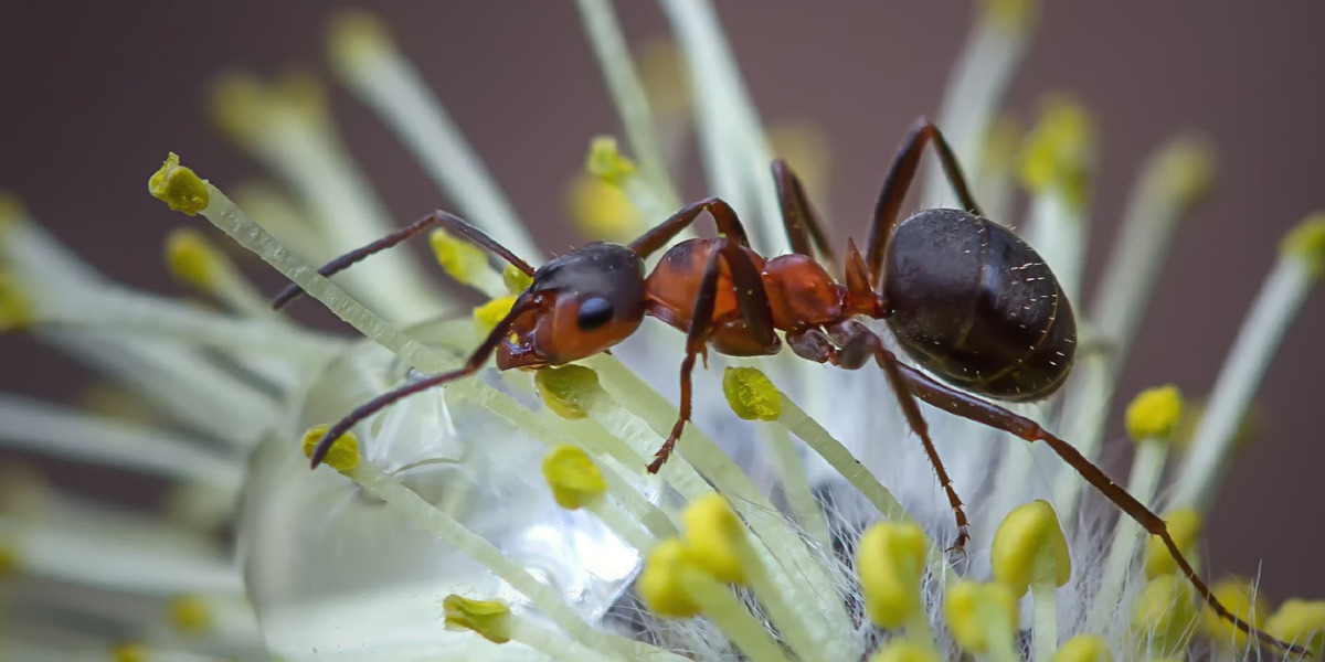 Field Ant Control Field Ant Control
