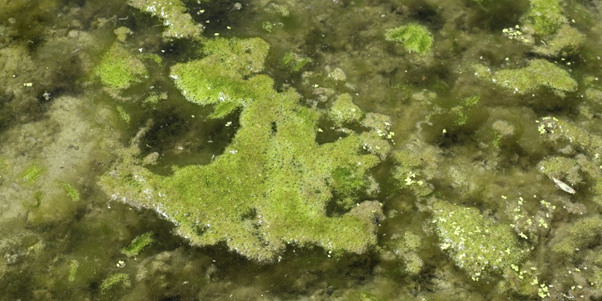 Filamentous Algae Control