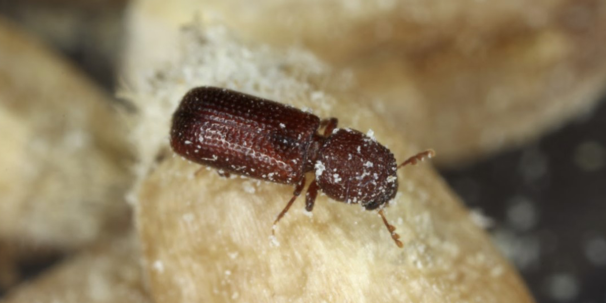 Grain Borer Control
