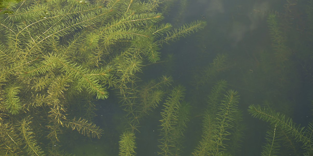Hydrilla Control Hydrilla Control