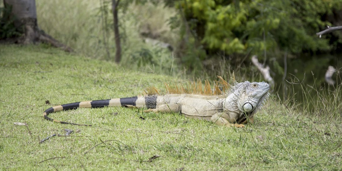 Iguana Control