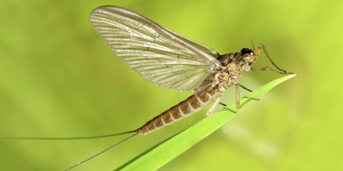 Mayfly Control Mayfly Control