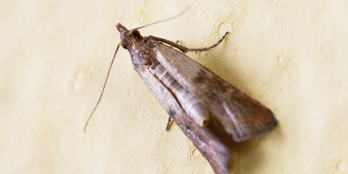 Moth Control Moth Control