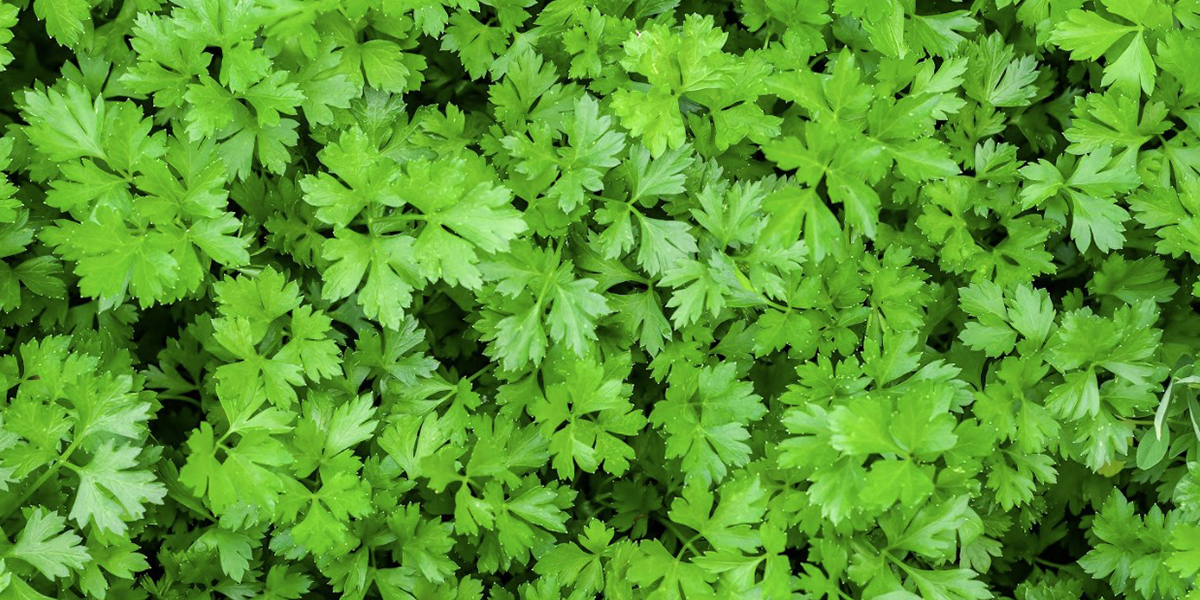 Parsley Piert Weed Control Parsley Piert Weed Control