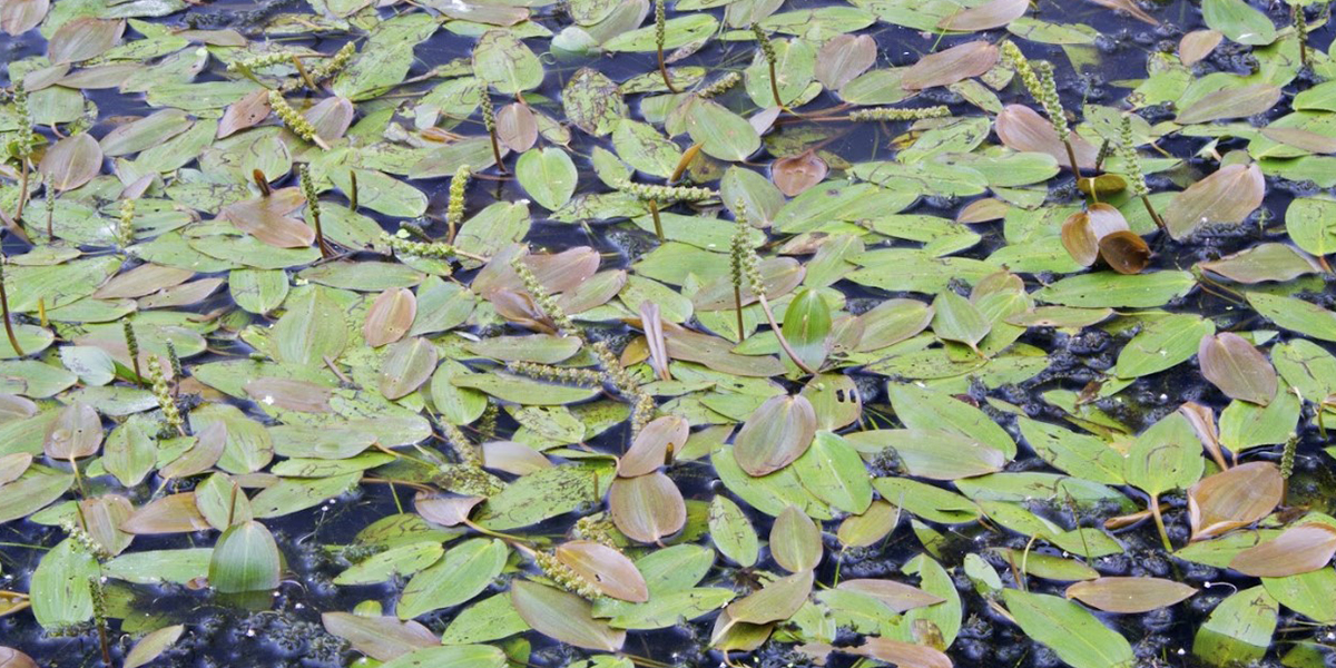 Pondweed Control Pondweed Control