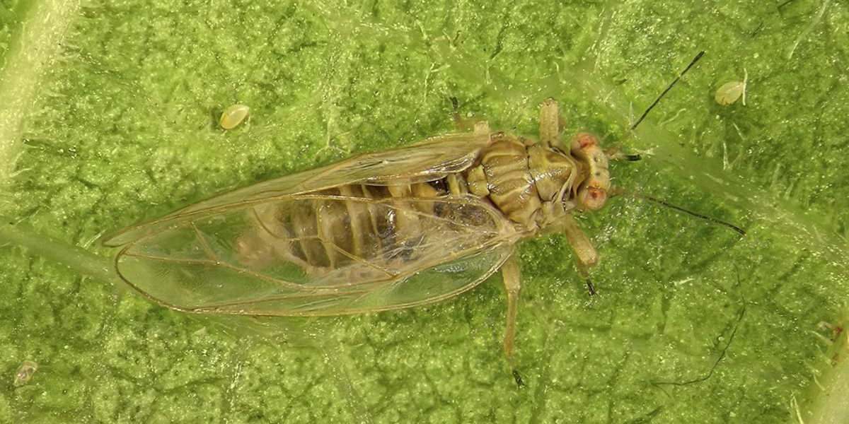 Psyllid Control Psyllid Control