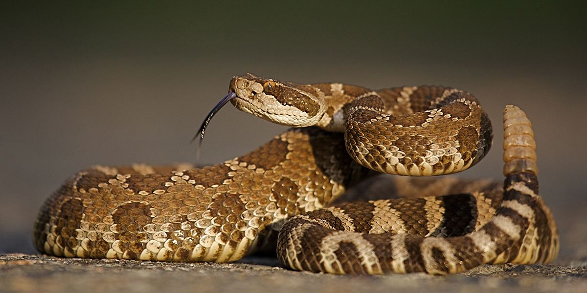 How to Get Rid of A Rattlesnake How to Get Rid of A Rattlesnake