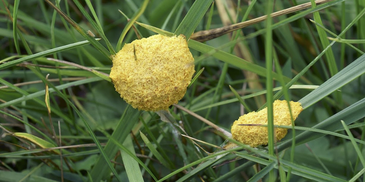 Slime Mold Control Slime Mold Control