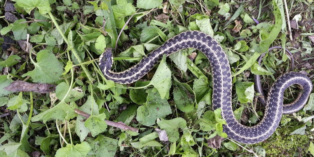 Snake Control