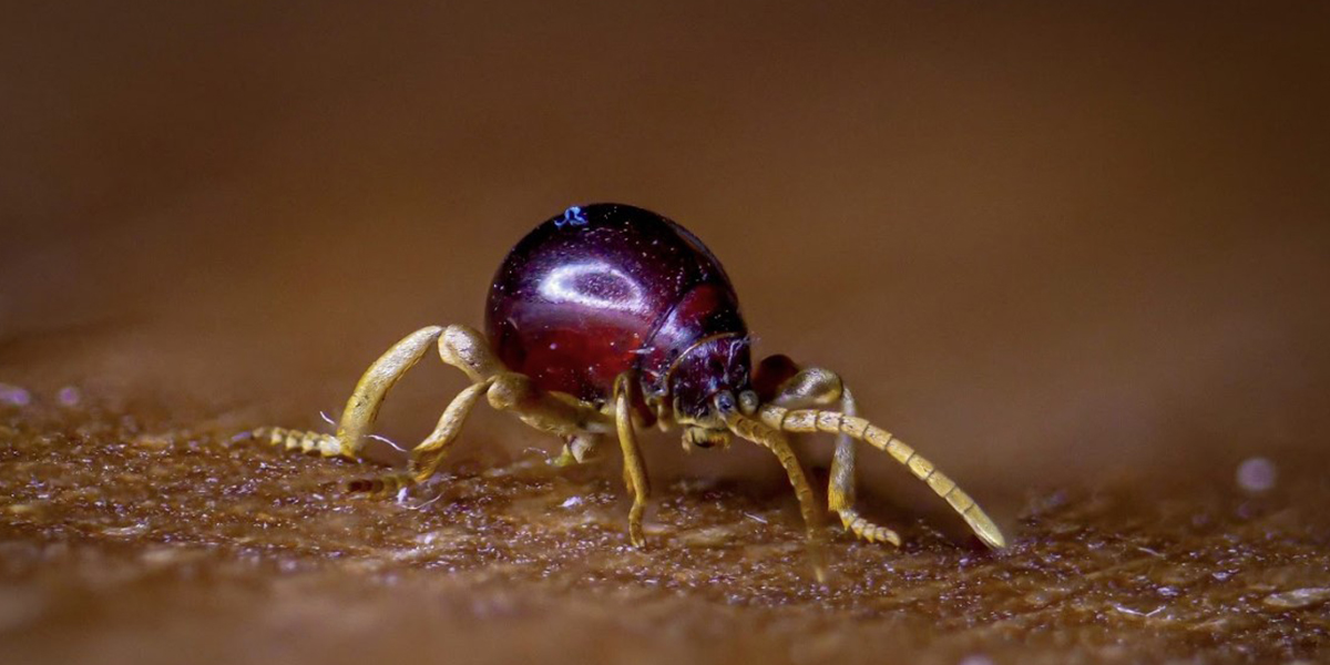 Spider Beetle Control Spider Beetle Control