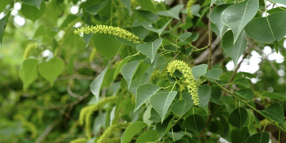 Tallow Control Tallow Control