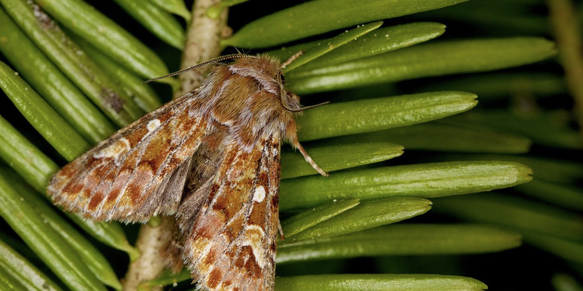 Tip Moth Control Tip Moth Control