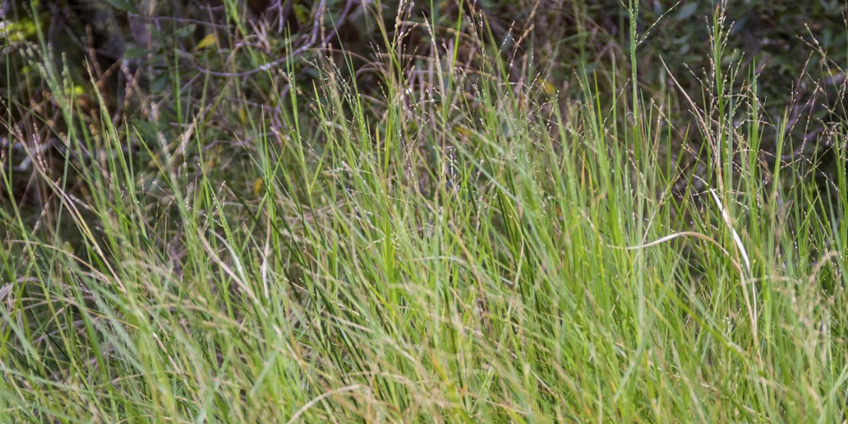 Torpedograss Control