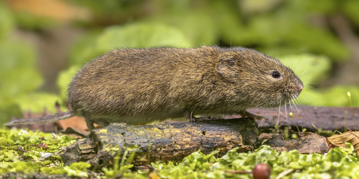 Vole Control