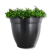 Ovi-Planter Mosquito Trap