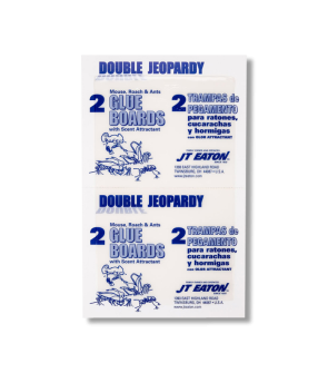 Double Jeopardy Glue Board