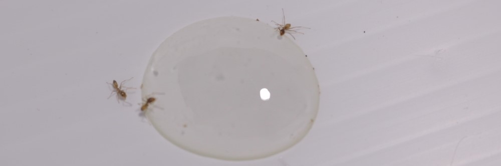 Ant Bait
