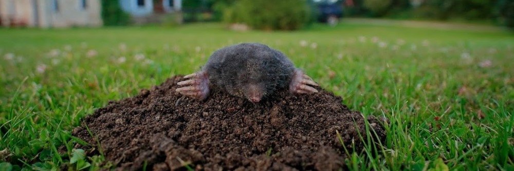 Mole Yard