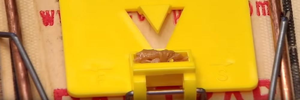Victor Rat Baiting
