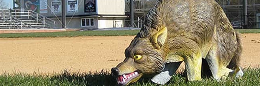 coyote model