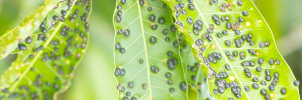 Anthracnose