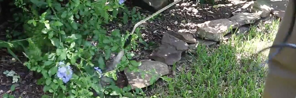 reclaim IT treatment fungus gnats