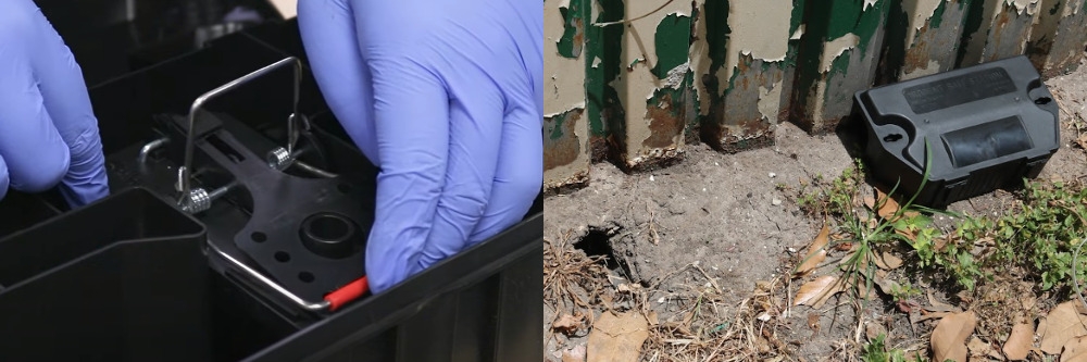 Bait Station With Snap Trap Inside Near Rat Burrow Bait Station With Snap Trap Inside Near Rat Burrow