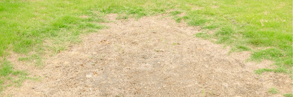 Banks Grass Mite Damage