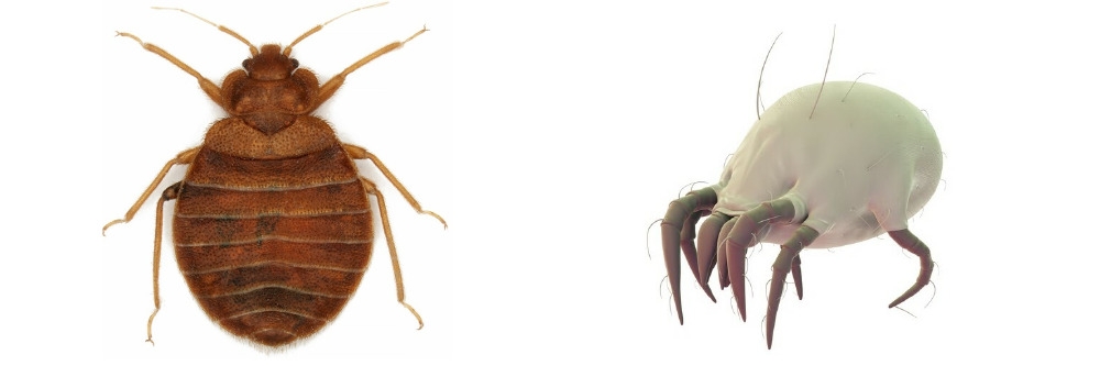 Bed Bug and Dust Mite