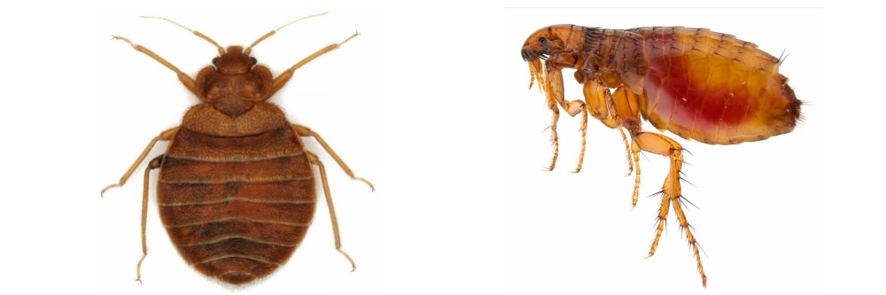 Bed Bug and Flea Bed Bug and Flea