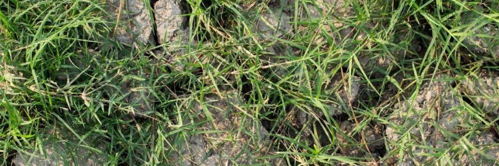 Bermuda Grass