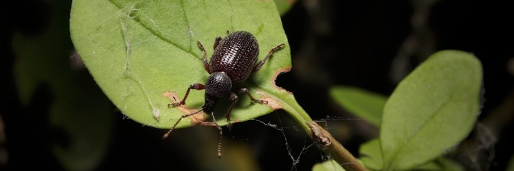 Black Vine Weevil Black Vine Weevil