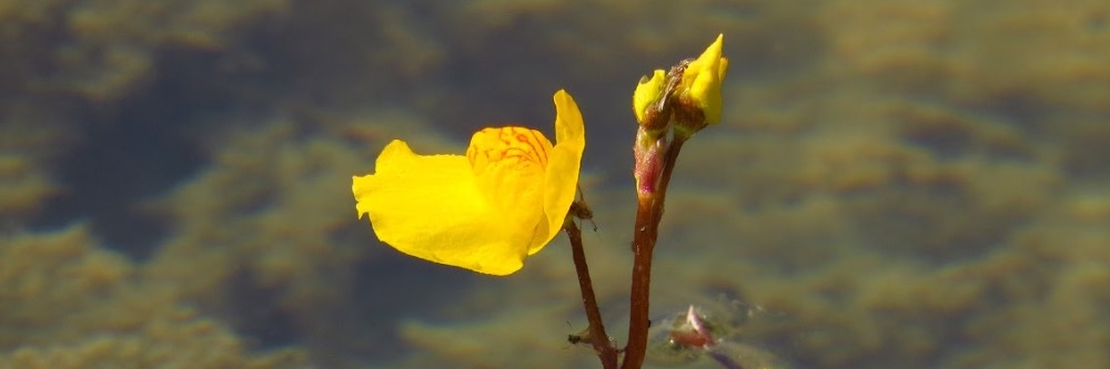 Bladderwort
