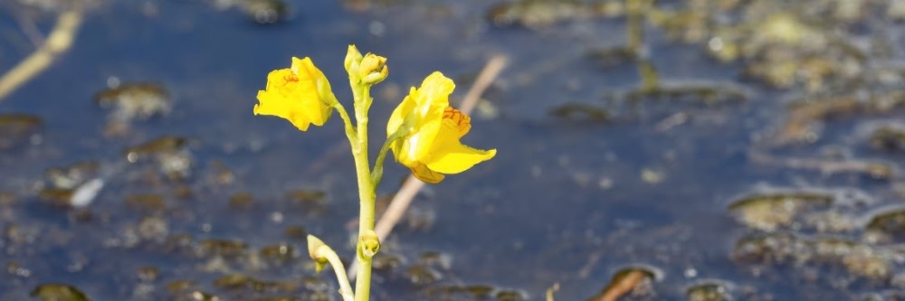 Bladderwort Flower