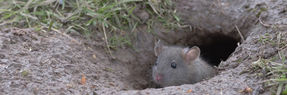 Brown Rat Burrow Brown Rat Burrow